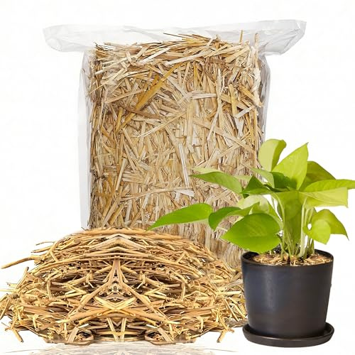WNJ Natural Nativity Straw (5 Ounces) – Clean, Dried Decorative Straw for Manger Scenes, Crafts & Displays – Authentic Look for Christmas & Religious and Church Decorations