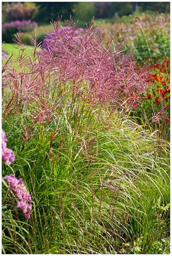 Stauden Gänge 1 x Miscanthus sinensis 'Ferner Osten' Rotes Chinaschilf | Rotes Ziergras für Sonne, Blüte September bis Oktober, mehrjährig, 1 L Topf (11x11 cm)