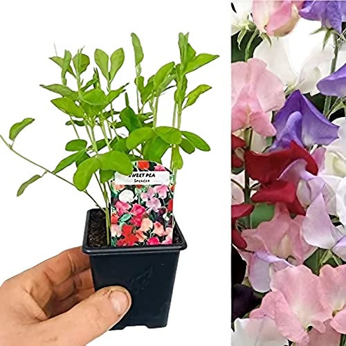 Carbeth Plants - Sweet Pea Plants Mixed Colours - 6 x 9cm Pots - Fragrant Summer Flowering Garden Ready Plants - Easy to Grow Climbing Plant for Outdoor Growing - Ideal for Bed, Borders and Pots