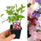 Carbeth Plants - Sweet Pea Plants Mixed Colours - 6 x 9cm Pots - Fragrant Summer Flowering Garden Ready Plants - Easy to Grow Climbing Plant for Outdoor Growing - Ideal for Bed, Borders and Pots