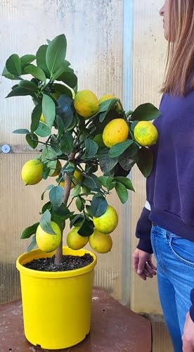 POWERS TO FLOWERS - LIMONE RESISTENTE AL FREDDO, LIMONE MEYER, VASO 22CM DIAMETRO, ALTEZZA 75CM, pianta vera