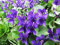 Viola odorata - Queen Charlotte (150 Semi) perenne Fiore