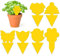 GRTHTATI 60 Pieces Anti Moucherons Interieur - Attrape Moucheron Plantes - Piege a Moucherons Cuisine - Très Efficace et Facile à Utiliser