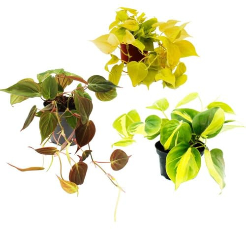 Zimmerpflanzen-Trio Rankende Baumfreunde - Set mit 3 verschiedenen Philodendron-Arten - micans - scandens Lime - scandens Brasil