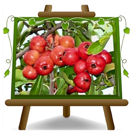 EURO PLANTS VIVAI Azzeruolo Rosso Frutto Antico Parzialmente Autofertile Altezza 150-170 cm