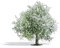 Busch 3651 Baum Apfelbaum 75mm 1St.