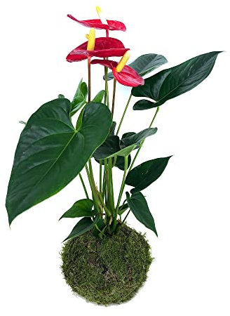 KOKEDAMA ANTHURIUM 65CM | BOLA DE MUSGO VIVO PARA INTERIOR Y EXTERIOR | PLANTA NATURAL | DECORACIÓN HOGAR | PARA REGALO | FÁCIL MANTENIMIENTO Y CUIDADOS | INCLUYE RODAJA DE MADERA