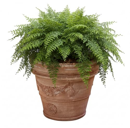 Teramico Blumentopf Terrakotta Pflanzgefäß Liscio Toscana limoni Toscana -Italienische Handarbeit- 25cm - 40cm ABSOLUT FROSTFEST Italienisches Terracotta (Festonata Toscana, 80cm)