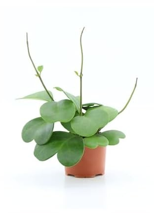 Aran Natural-lab Hoya kerrii Cespuglio - Pianta del Cuore/Fiore di Cera in Vaso 12 cm, Pianta Grassa da Interno Altezza 20 cm, Succulenta Facile da Coltivare