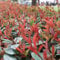 100 pcs Glanzmispel Red Robin Samen, geschenke für gartenliebhaber Glanzmispel Samen nachhaltige produkte fensterbank deko innen pflanzen samen, bäume pflanzen dekoration wohnzimmer