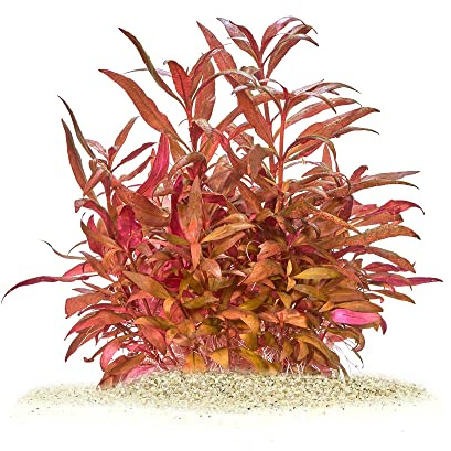 Alternanthera reineckii mini - Mini Papageienblatt in vitro XL 8,5cm Becher | Kompakt wachsende Stängelpflanze - ideal für starke Kontraste, dichte Bepflanzungen und ausdrucksstarke Aquascapes im Becken.