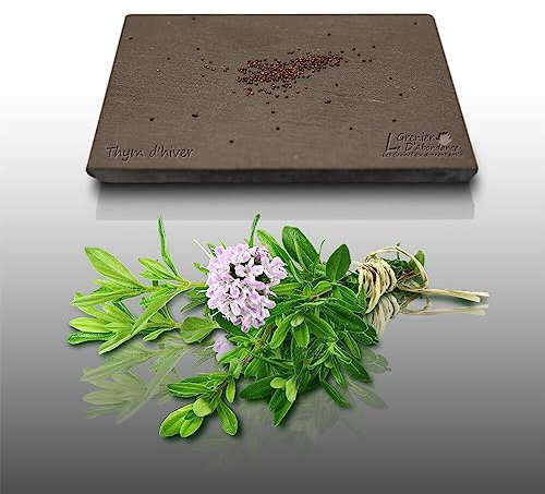 100 graines Aromatiques à semer - Le Grenier d'Abondance - THYM D'Hiver - Thymus