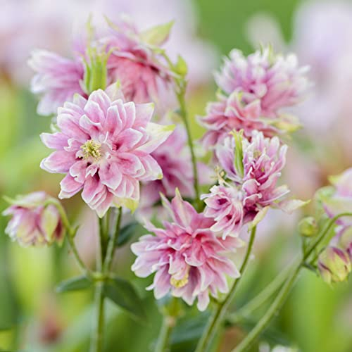 300 Stück akelei samen rosa winterhart Aquilegia Columbine - Seltene Pflanze serie - exotische pflanzen winterhart geschenke für gartenliebhaber bienenwiese balkon winterfest balkonpflanzen