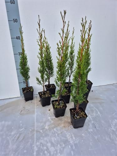10 Piante Vere di Cipresso Toscano, Cupressus Sempervirens Stricta - Vaso 7 cm - Giulian Giovani Piante