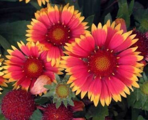 Gaillardia aristata Bijou 100 semi