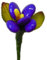 Dragee Schokoladen Blume - Veilchen