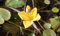 4 Jung Pflanzen Seekanne Mini-Teichrose tolle Wasserpflanze Teichpflanze ideal für Mini Teiche Nymphoides peltata