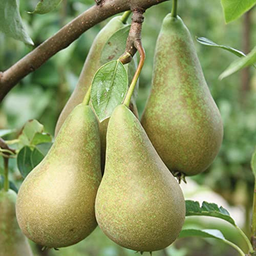 Suttons Seeds Pear Fruit Tree Standard Patio Hardy Garden Plant 'Conference' 1 x 5L Potted Fruit Plant by Suttons, Green