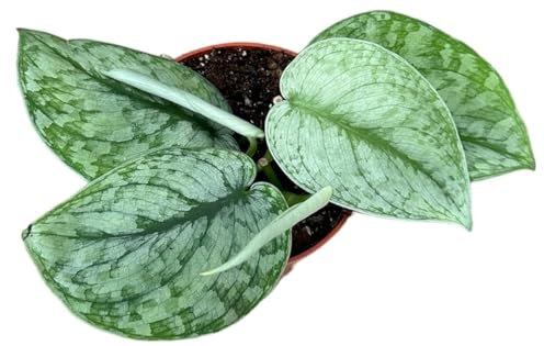 Scindapsus Silver Splash - Efeutute - Zimmerpflanze - Ø10,5cm - ↑60cm