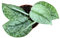 Scindapsus Silver Splash - Efeutute - Zimmerpflanze - Ø10,5cm - ↑60cm