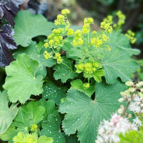 50 pcs frauenmantel samen bio, sommerblumen samen, nachhaltige geschenke für frauen (Alchemilla vulgaris) bienenfreundliche blumensamen, garten geschenk biosaatgut, samen winterhart