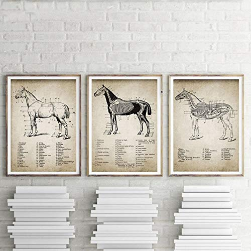 None brand Vintage Pferd Anatomie Leinwand Poster Drucken Pferd Anatomie Illustration Wandkunst Gemälde Reiter Bilder Home Room Wanddekoration No Frame-40X50cmX3