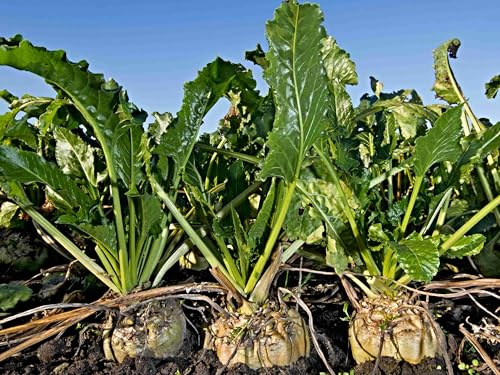 Samen Zuckerrübe, Beta vulgaris var. altissima, Zucker selbst herstellen (500 Samen)