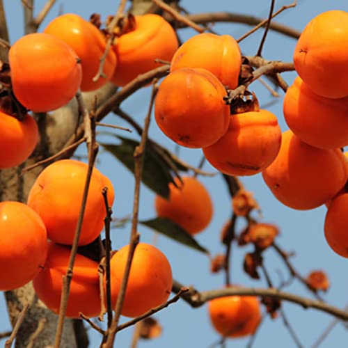 15 Stück Kaki-Samen, süß, nahrhaft, produktiv, gentechnikfrei, essbar, für den Außenbereich, Garten, Hof, Obst, Samen, Geschenk für Gärtner Saatgut