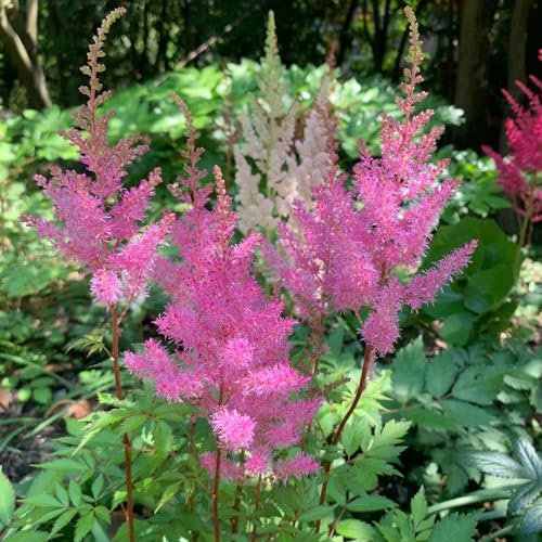 300 pcs astilbe astilben samen dekoration wohnzimmer wildblumensamen mehrjährig pflanzenkübel balkongarten nachhaltige geschenke für frauen bienenweide saatgut büropflanzen bäume