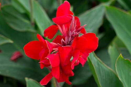 100 graines de fleurs de lys Canna rouge