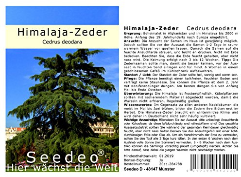 Seedeo® Himalaya Zeder (Cedrus deodara) 40 Samen