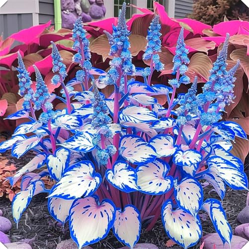 2 years - Winterhart pflanzen, Mysteriöse magische Glühbirne, Winterhart zwiebeln,Garden,Hosta-6 Funken Hosta Rhizom-H