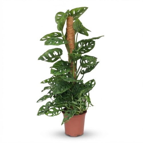Monkey Mask - Monstera Andansonii Moss vine - Verde - Bajo mantenimiento - 80-90cm - Ø19cm - Planta de interior - Hojas perennes