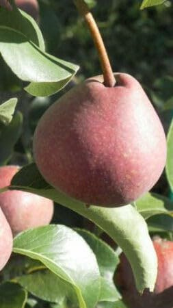 Pianta di Pero Cocomerina 20