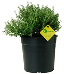 Plantì THYMIAN OFFICINALIS Echte Outdoor-Pflanze aromatische Küchenpflanzen, ideal zum Würzen Ihrer Gerichte oder zur Dekoration des heimischen Gartens. 6 Monate Düngung mit dem Plantì-System
