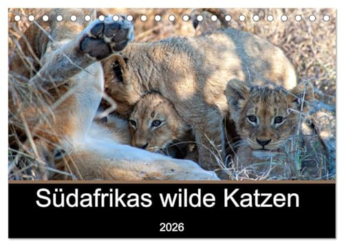 Südafrikas wilde Katzen (Tischkalender 2026 DIN A5 quer), CALVENDO Monatskalender: Fotografien von den Raubkatzen in Südafrika (CALVENDO Tiere)