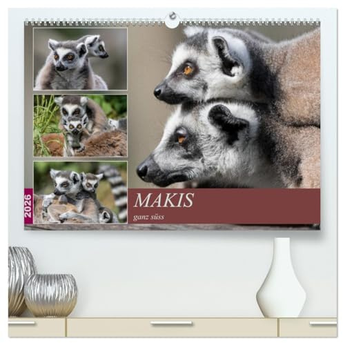 Makis ganz süss (hochwertiger Premium Wandkalender 2026 DIN A2 quer), Kunstdruck in Hochglanz: Portraits der endemischen Lemuren von Madagaskar, den Kattas oder Makis (CALVENDO Tiere)