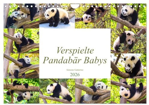 Pandabär Babys (Wandkalender 2026 DIN A4 quer), CALVENDO Monatskalender: Niedliche verspielte Pandabär Babys (CALVENDO Tiere)