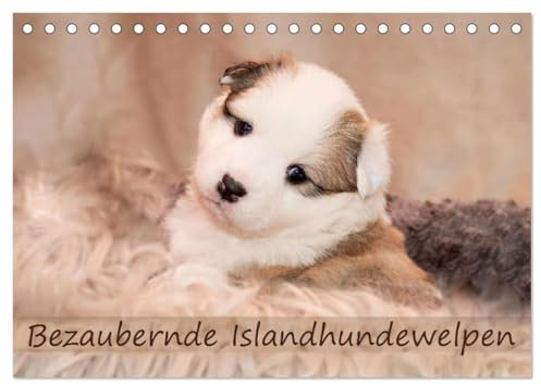 Bezaubernde Islandhundewelpen (Tischkalender 2026 DIN A5 quer), CALVENDO Monatskalender: Islandhundewelpen ziehen jeden in ihren Bann. (CALVENDO Tiere)