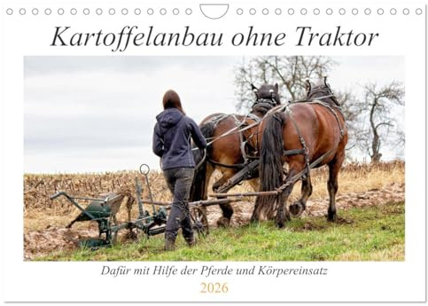 Kartoffelanbau ohne Traktor (Wandkalender 2026 DIN A4 quer), CALVENDO Monatskalender: Der Anbau von Kartoffeln mit unseren Pferden und Körpereinsatz. (CALVENDO Tiere)