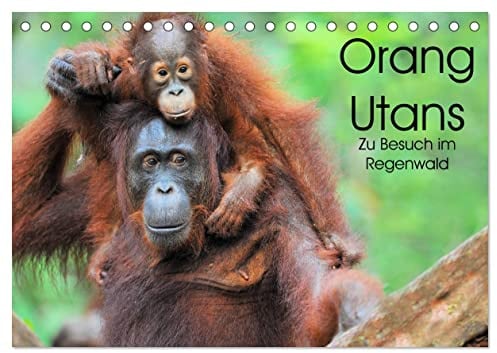 Orang Utans: Zu Besuch im Regenwald (Tischkalender 2026 DIN A5 quer), CALVENDO Monatskalender: Faszinierende Einblicke in das Leben der Waldmenschen Borneos, Indonesien (CALVENDO Tiere)