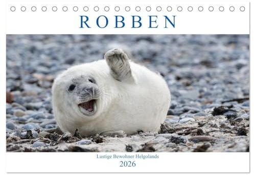 Robben - Lustige Bewohner Helgolands (Tischkalender 2026 DIN A5 quer), CALVENDO Monatskalender: Für Liebhaber des größten Raubtieres in Deutschland. (CALVENDO Tiere)