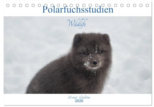 Polarfuchsstudien Wildlife (Tischkalender 2026 DIN A5 quer), CALVENDO Monatskalender: Faszinierende Wildlife-Aufnahmen des Polarfuchses während des Winters auf Island. (CALVENDO Tiere)