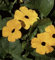 Schwarzäugige Susanne Thunbergia einjährig Höhe 200 cm Samen