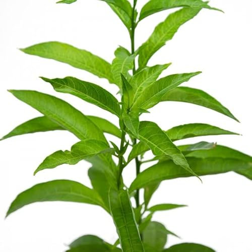 Decora tu Hogar con el Encantador Galán de Noche la Planta NATURAL Imprescindible para Crear Ambientes Mágicos