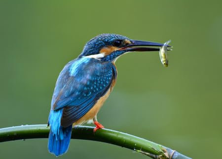 Acryl-Bild 100 x 70 cm: Niedlich vom Eisvogel (Alcedo atthis), wunderschöner blauer Vogel, der Fischfutter im Maul trägt und auf grünem Bambusbarsch (66285855)