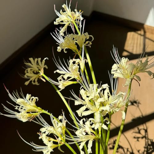 Bulbi di giglio di ragno Lycoris radiata, bulbo di fiori di sangue bulbi da fiore a precoce, prato fiorito copertura del terreno, pianta perenne Piante rustiche per fiori da 4pcs