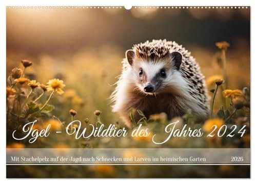 Igel - Wildtier des Jahres 2024 (Wandkalender 2026 DIN A2 quer), CALVENDO Monatskalender: Mit Stachelpelz auf der Jagd nach Schnecken und Larven im heimischen Garten (CALVENDO Tiere)