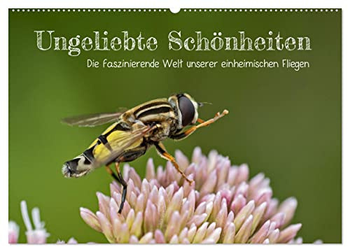 Ungeliebte Schönheiten - die faszinierende Welt unserer heimischen Fliegen (Wandkalender 2026 DIN A2 quer), CALVENDO Monatskalender: Niemand mag sie: ... wenn man nur genau hinsieht (CALVENDO Tiere)