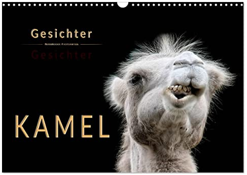 Kamel Gesichter (Wandkalender 2026 DIN A3 quer), CALVENDO Monatskalender: Eindrucksvolle Bilder der Überlebenskünstler. (CALVENDO Tiere)